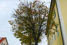 Baum im Herbst
